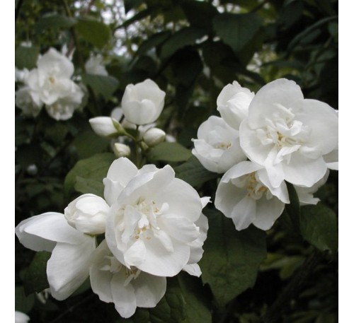 Чубушник (жасмин) Дам Бланш (Dame Blanche) С2